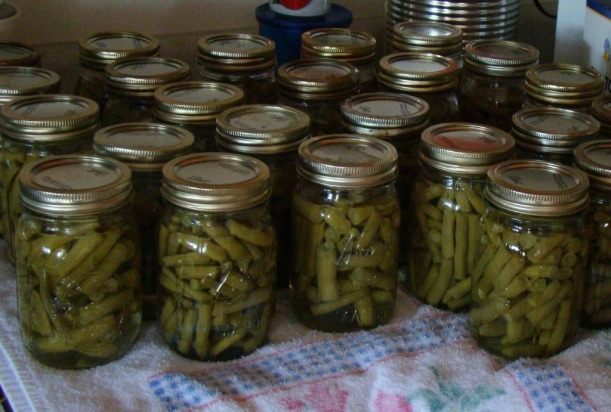 Green beans, photo courtesy lds.org