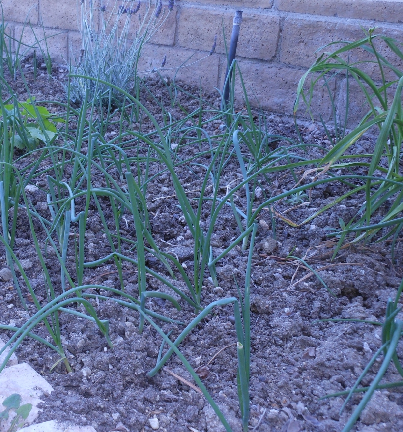 Onions - My onions are growing so well!  I will have a ton when they are ready to harvest.  I think I will try dehydrating some for longer term storage.  But let's not put the cart ahead of the horse.  They've only been in the ground for about a month, so we'll see how many I have at the end of the growing season.