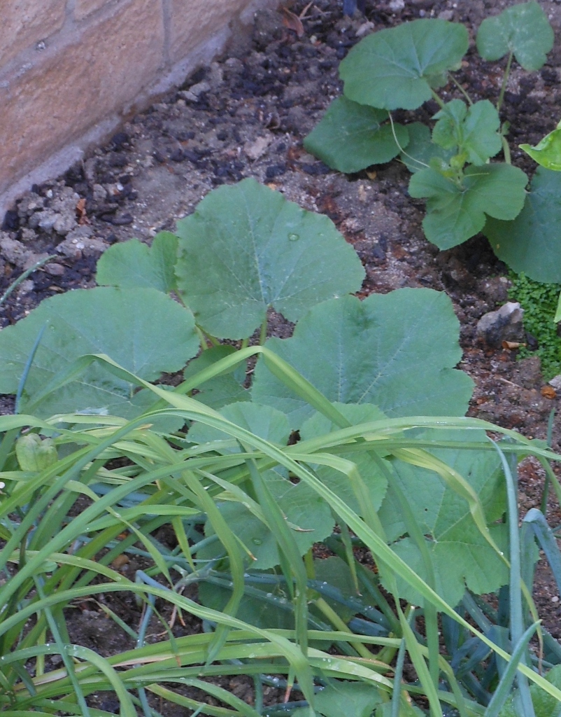 My spaghetti squash plants are growing! These are my two biggest plants, and they're just beginning to flower!