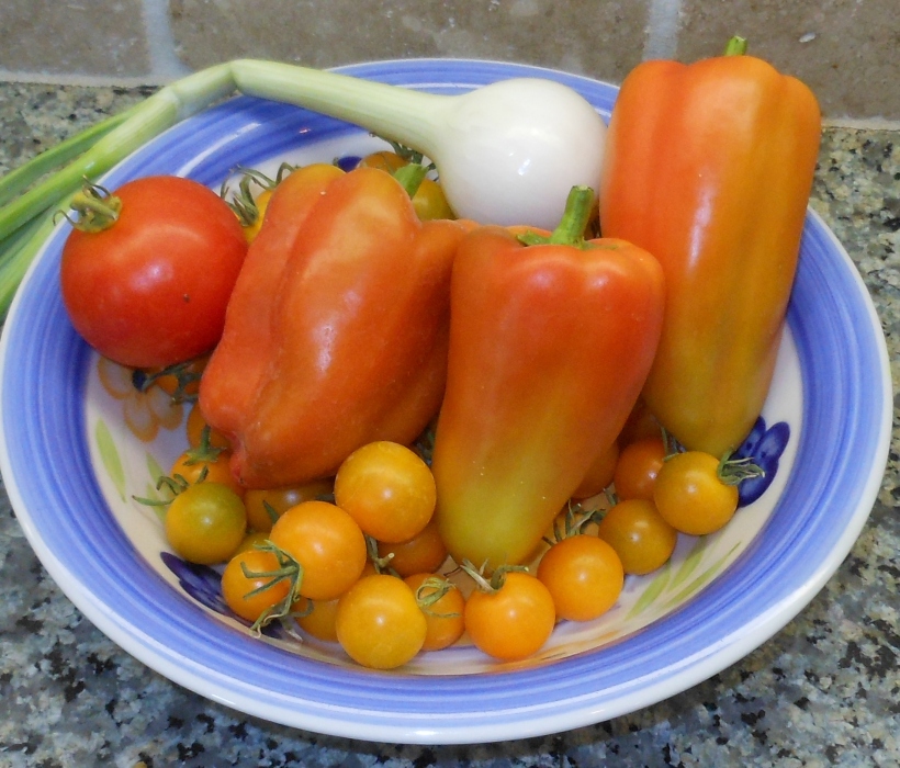 I picked 3 sweet peppers, 1 "regular" tomato, many yellow cherry tomatoes, and one onion.  Several other onions could be picked, but I'm going to wait a day or so before I harvest them.